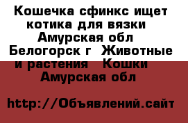 Кошечка сфинкс ищет котика для вязки - Амурская обл., Белогорск г. Животные и растения » Кошки   . Амурская обл.